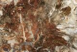 Triassic, Petrified Wood (Araucaria) Slab - Madagascar #224114-1